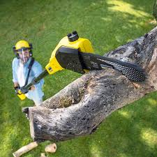 Best Grass Overseeding  in Sebastopol, CA