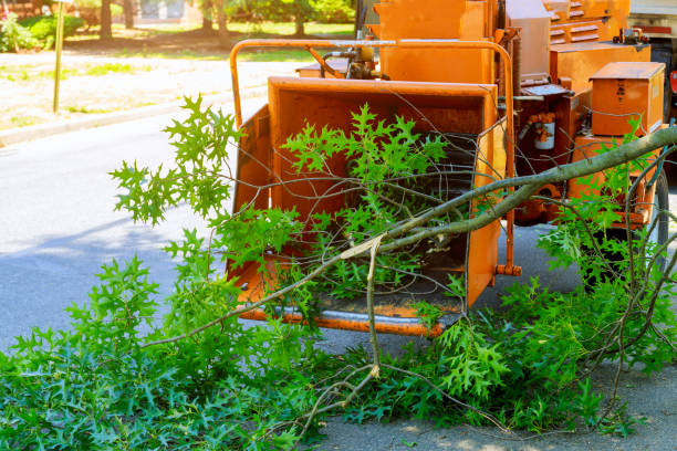 Best Stump Grinding and Removal  in Sebastopol, CA