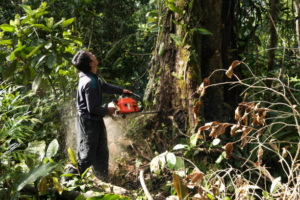 Best Fruit Tree Pruning  in Sebastopol, CA