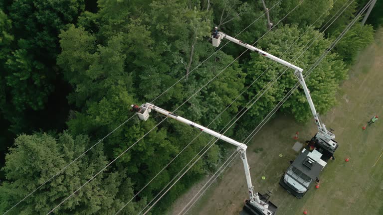 Best Tree Risk Assessment  in Sebastopol, CA