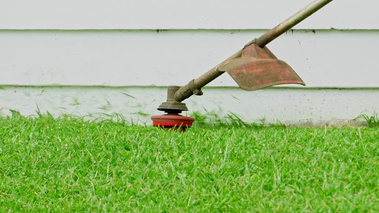 Trusted Sebastopol, CA Tree Services Experts