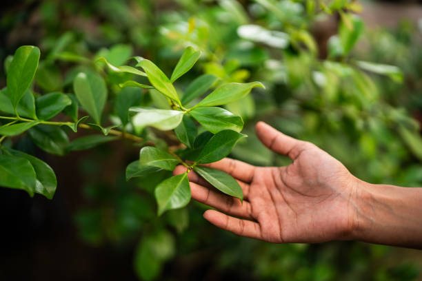 Best Tree Disease Treatment  in Sebastopol, CA