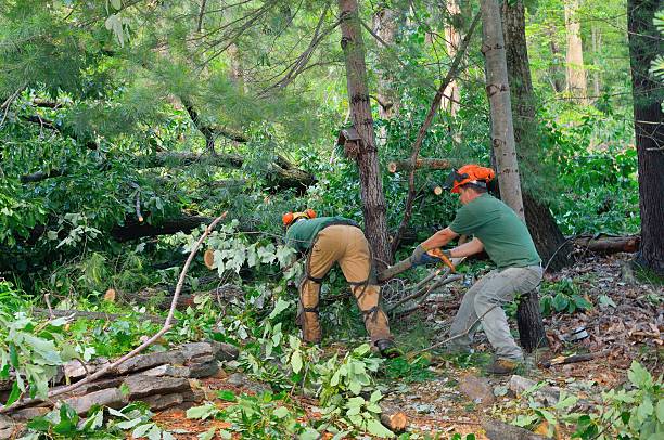 Best Utility Line Clearance  in Sebastopol, CA