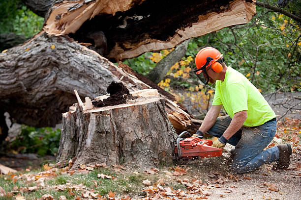 How Our Tree Care Process Works  in  Sebastopol, CA