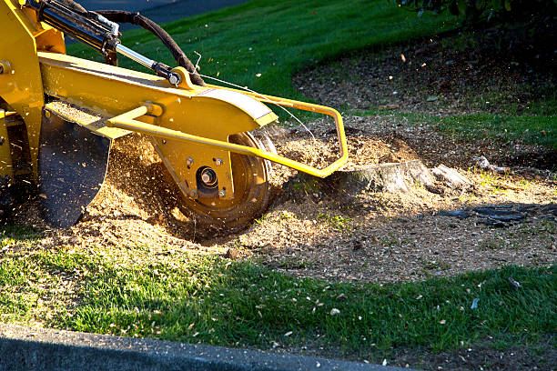 How Our Tree Care Process Works  in  Sebastopol, CA