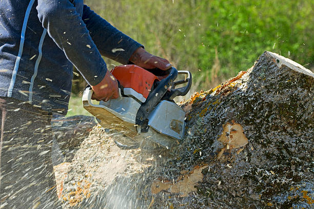 Best Hedge Trimming  in Sebastopol, CA