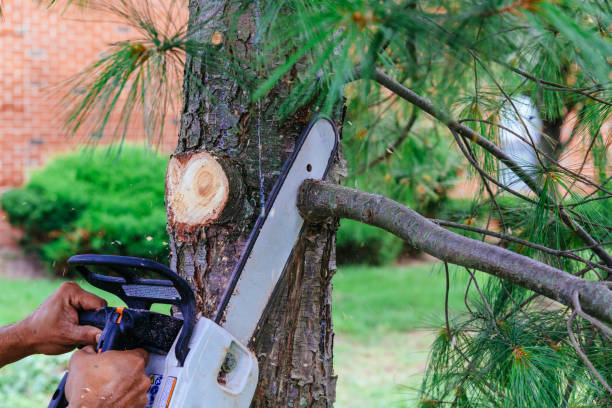  Sebastopol, CA Tree Services Pros
